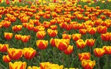 Tulip tapety album (5) #17