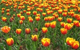 Tulip wallpaper album (5) #18