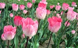 Tulip tapety album (6)