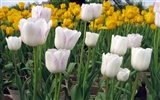 Tulip Tapete Album (6) #2