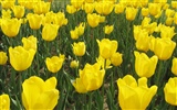 Tulip Tapete Album (6) #6