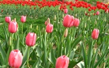 Tulip wallpaper album (6) #7