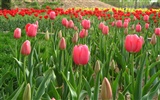 Tulip Tapete Album (6) #8