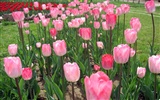 Tulip Tapete Album (6) #10