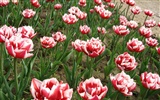 Tulip wallpaper album (6) #12