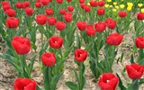 Tulip wallpaper album (6) #16