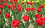 Tulip wallpaper album (6) #17