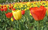 Tulip wallpaper album (6) #20