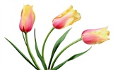 Tulip wallpaper album (7) #4