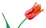 Tulip wallpaper album (7) #7