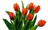 Tulip Tapete Album (7) #12