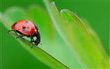 Large green leaves close-up flower wallpaper (1) #9