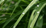 Large green leaves close-up flower wallpaper (1) #10