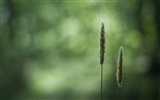 Large green leaves close-up flower wallpaper (2) #2