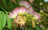 Large green leaves close-up flower wallpaper (2) #18