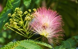 Large green leaves close-up flower wallpaper (2) #19