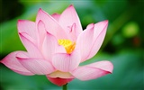 Shengruxiahua (Pretty in Pink 526 entries)
