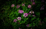 Esas flores (Pretty in Pink 526 registros) #3