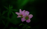 Ces fleurs (Pretty in Pink 526 entrées) #12