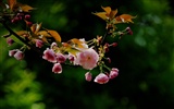 Die Blumen (Pretty in Pink 526 Einträge) #13