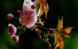 Ces fleurs (Pretty in Pink 526 entrées) #15