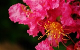 花（Pretty in Pinkで526エントリ） #3