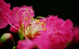 花（Pretty in Pinkで526エントリ） #16