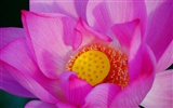 花（Pretty in Pinkで526エントリ） #18