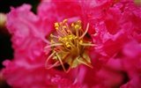 花（Pretty in Pinkで526エントリ） #19