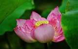 Lotus (Pretty in Pink 526 entries) #2