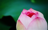 Lotus (Pretty in Pink 526 entries) #3