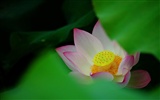 Lotus (Pretty in Pink 526 záznamů) #12