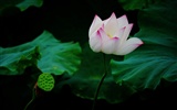 Lotus (Pretty in Pink 526 entries) #15