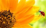 Beautiful sunflower close-up wallpaper (1)