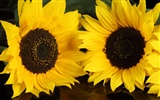 Beautiful sunflower close-up wallpaper (1) #4