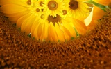 Hermoso fondo de pantalla de girasol close-up (1) #6