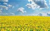 Beautiful sunflower close-up wallpaper (1) #8