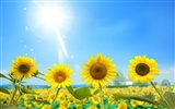 Beautiful sunflower close-up wallpaper (1) #9