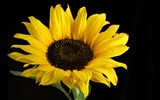 Beautiful sunflower close-up wallpaper (1) #10