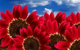 Beautiful Sonnenblumen Nahaufnahme Wallpaper (1) #11