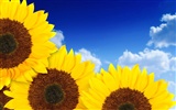 Beautiful sunflower close-up wallpaper (1) #12