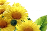 Beautiful sunflower close-up wallpaper (1) #13