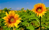 Beautiful sunflower close-up wallpaper (1) #14