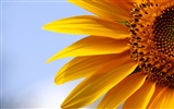 Beautiful sunflower close-up wallpaper (1) #15