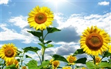 Beautiful sunflower close-up wallpaper (1) #17