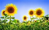 Beautiful sunflower close-up wallpaper (1) #60667