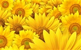 Beautiful sunflower close-up wallpaper (1) #20