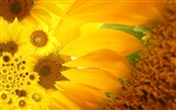 Hermoso fondo de pantalla de girasol close-up (2) #1