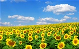 Beautiful sunflower close-up wallpaper (2) #3