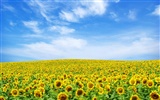 Beautiful sunflower close-up wallpaper (2) #4